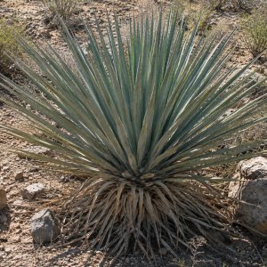 Yucca rigida (Juka tuhá) ‘BLUE SENTRY’- výška 10-15 cm, kont. P9/P11